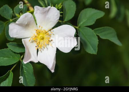 Blume und Blätter des Hundes Rose. Hunde- oder Caninae-Rose Stockfoto