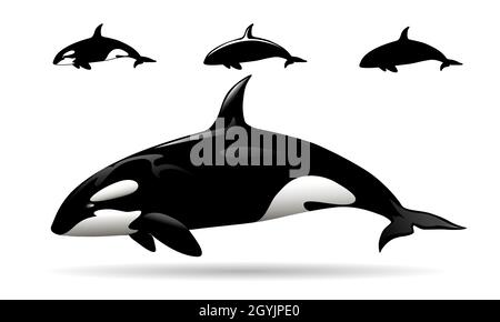 Killerwal Orca Emblem Set isoliert auf Weiß. Vektorgrafik. Stock Vektor