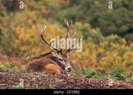 Während der Brunftzeit saß ein Rothirsch auf einem Hügel in der Herbstsonne. Bradgate Deer Park, Newton Linford, Leicestershire, England, Großbritannien Stockfoto