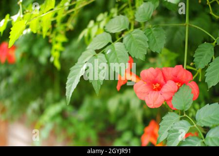 Rosa Trompete Weinblume -campsis radicans- an der Wand an einem sonnigen Sommertag im Freien Stockfoto