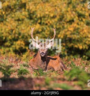 Während der Brunftzeit saß ein Rothirsch auf einem Hügel in der Herbstsonne. Bradgate Deer Park, Newton Linford, Leicestershire, England, Großbritannien Stockfoto