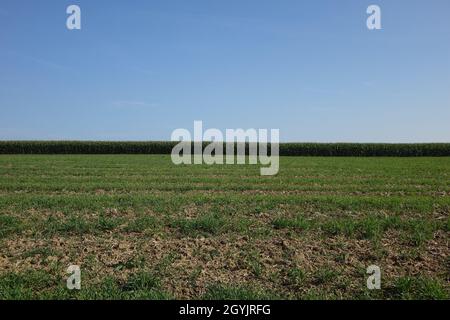 Wiese vor einem Spätsommerkornfeld direkt vor der Ernte unter blauem Himmel an der deutschen Grenze zu Frankreich, Wellingen, Merzig, Saarland, Deutschland Stockfoto