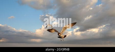 Eine Sammlung von Muscheln, Steinen und Felsen von verschiedenen Orten, aber meist aus Wildwood Crest New Jersey, alle zusammen in einer herzförmigen Glasschale. Stockfoto