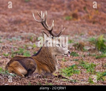 Während der Brunftzeit saß ein Rothirsch auf einem Hügel in der Herbstsonne. Bradgate Deer Park, Newton Linford, Leicestershire, England, Großbritannien Stockfoto