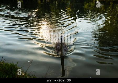 Schwanenfamilie auf der Isar im Herbst Stockfoto