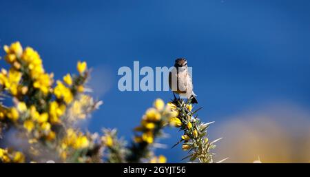 Steinechat thront auf einem blühenden Ginsterbusch an der Küste Stockfoto