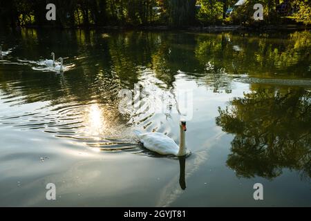 Schwanenfamilie auf der Isar im Herbst Stockfoto