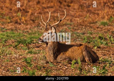 Während der Brunftzeit saß ein Rothirsch auf einem Hügel in der Herbstsonne. Bradgate Deer Park, Newton Linford, Leicestershire, England, Großbritannien Stockfoto