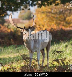 Damhirsch, der Ende Oktober in den herbstlichen Wäldern im Bradgate Deer Park, Newton Linford, Leicestershire, England, Großbritannien, steht Stockfoto