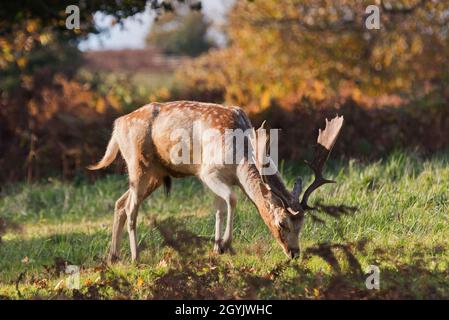 Damhirsch, der Ende Oktober in den herbstlichen Wäldern im Bradgate Deer Park, Newton Linford, Leicestershire, England, Großbritannien, steht Stockfoto