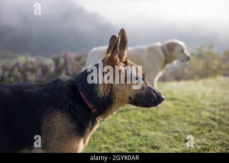 Labrador und German Shepherd spielen zusammen Stockfoto