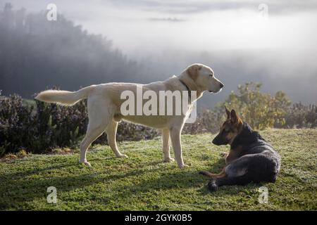 Labrador und German Shepherd spielen zusammen Stockfoto