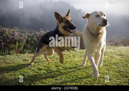 Labrador und German Shepherd spielen zusammen Stockfoto