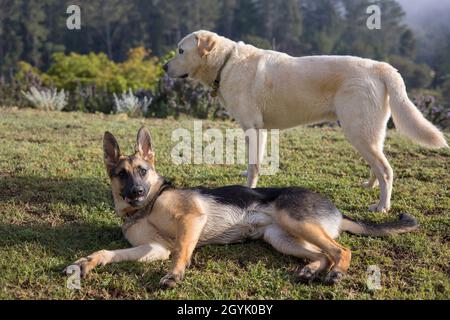 Labrador und German Shepherd spielen zusammen Stockfoto