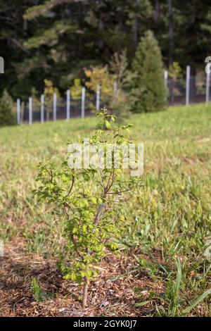 Sequoioideae, Metasequoia junge Redwood-Bäume. Stockfoto