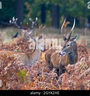 Eine kleine Gruppe Rothirsche stand in der Bracken in der Herbstsonne im Richmond Park, London, England, Großbritannien Stockfoto