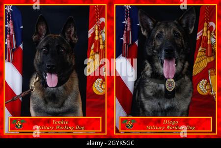 US Marine Corps Military Working Dogs, Yenkie, Left, und Diego posieren für ein Foto, Marine Corps Base Hawaii, 14. Januar 2020. (USA Marine Corps Illustration von Sgt. Alex Kouns und Lance CPL. Samantha Sanchez) Stockfoto