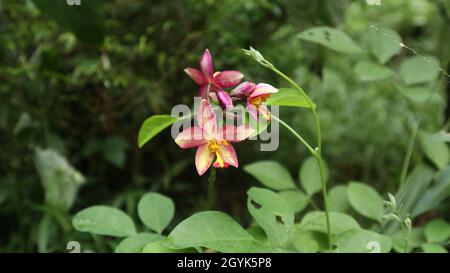 Nahaufnahme einer dunkelorangefarbenen gemahlenen Orchideenblume mit Wassertropfen auf den Blütenblättern im Garten Stockfoto