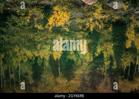 Reflexionen von Bäumen in Herbstfarbe auf der Oberfläche von Oowah LKE in den La Sal Mountains von Utah. Stockfoto