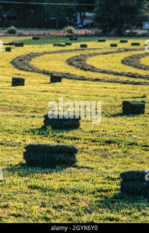 Heuballen auf einem Feld auf einer Ranch in Utah. Die Bögen des neu gemähten Heus lagen auf dem Feld, um vor dem Pressen zu trocknen. Stockfoto