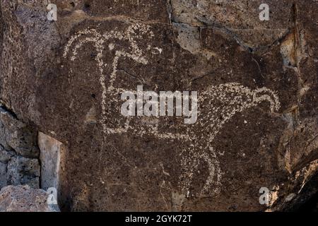 Ein unvollendetes Dickhornschafe, das auf einem Basaltsteinblock in der Petroglyph-Stätte Three Flusses, New Mexico, schnitzt. Stockfoto