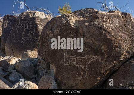 Ein Dickhornschafe, das auf einem Basaltsteinblock in der Petroglyph-Stätte Three Flusses in New Mexico geschnitzt wurde. Stockfoto