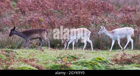 Damhirsche fressen Ende Oktober im Bradgate Deer Park, Newton Linford, Leicestershire, England, Großbritannien, in den herbstlichen Wäldern Stockfoto