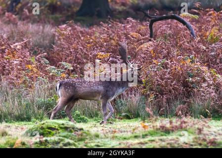 Damhirsch, der Ende Oktober im Bradgate Deer Park, Newton Linford, Leicestershire, England, in den herbstlichen Wäldern füttert Stockfoto