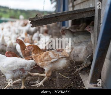 Freifeld-Geflügeleinheit Stockfoto