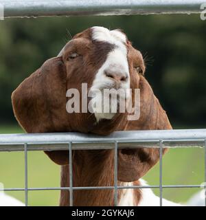 Ziege ruht Kinn auf einem Tor Stockfoto