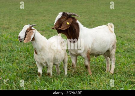 Männliche Boer Ziege Kinder Stockfoto