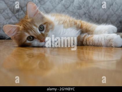 Ein orangefarbenes und weißes (Ingwer) langhaarige Kätzchen liegt auf einem Hartholzboden Stockfoto