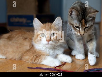 Und orange-weiße (Ingwer) Kätzchen und ein kalisch gestromter Kätzchen spielen mit einem Spielzeug Stockfoto