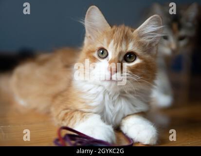 Ein orangefarbenes und weißes (Ingwer-)Kätzchen ist mit großen Augen dabei, wenn sich ein anderes Kätzchen von hinten nähert Stockfoto