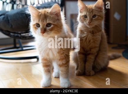 Zwei orange und weiße (Ingwer) Kätzchen (3 Monate alt) sitzen auf einem Hartholzboden Stockfoto