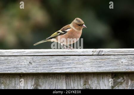 Seitenansicht des männlichen Buchfinkens, Fringilla coelebs, im Herbstgefieder. Stockfoto