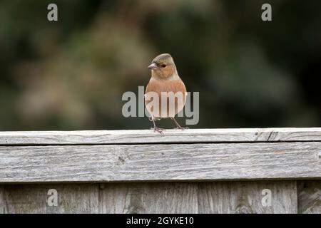 Vorderansicht des männlichen Buchfinkens, Fringilla coelebs, im Herbstgefieder. Stockfoto