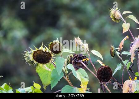Getrocknete, tote Sonnenblumenköpfe blieben im Herbst auf den Pflanzen, damit Vögel die Samen fressen können. Stockfoto