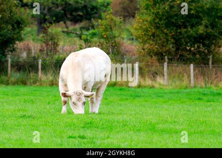 Einzelne Weißblüter-Kurzhornkuh auf einer schottischen Wiese grasen Stockfoto