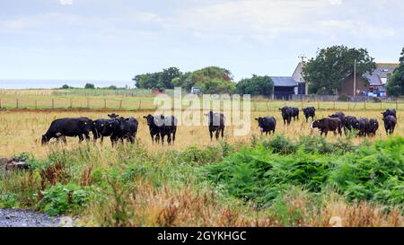 Kleine Herde schwarzer Kühe, die auf einer schottischen Wiese stehen Stockfoto
