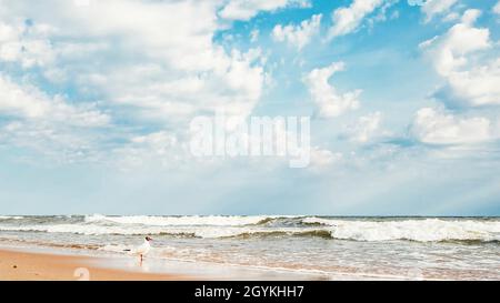 Möwe an einem Sandstrand vor dem Hintergrund der Ostsee Stockfoto