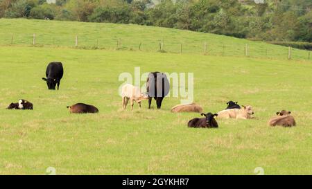 Eine kleine Herde gemischter Rinder liegt auf einer schottischen Wiese und ein Kalb ernährt sich von seiner Mutter Stockfoto