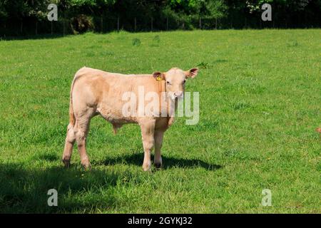 Junge Calve lieben die Kamera auf einer sonnenbeschienenen schottischen Wiese Stockfoto