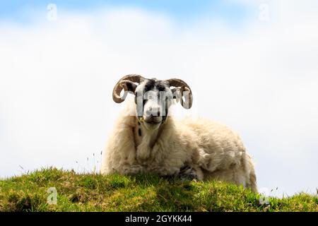 Scottish Blackface Schafe liegen auf der Spitze des Hügels in Schottland Stockfoto