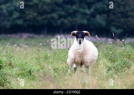 Scottish Blackface Schafe stehen auf einer schottischen Wiese Stockfoto