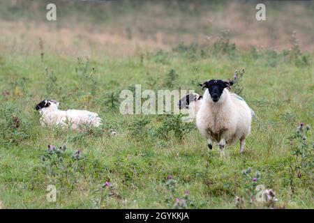 Scottish Blackface Schafe stehen auf einer schottischen Wiese Stockfoto