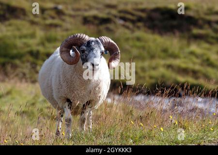 Single Sunlit Scottish Blackface Schafe stehen in einem schottischen Glen Stockfoto