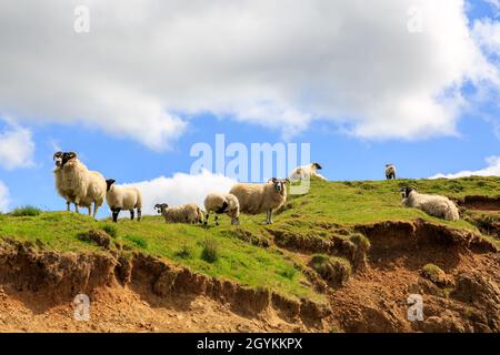 Schottisches Blackface Schaf auf der Spitze des Hügels in Schottland Stockfoto