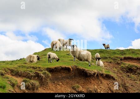 Schottisches Blackface Schaf auf der Spitze des Hügels in Schottland Stockfoto