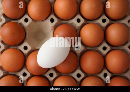 Eier im Karton. Verschiedene echte weiße Ei unter braun. Nahrung, Ernährung, Protein, Unterschied, Auswahl Abstraktion, Oder Minimalismus Konzept. Stockfoto